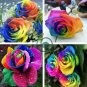 Heirloom 'Hot Wheels' 5-color Rose Seedling Flower 100 Seeds