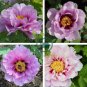Heirloom 'Feng Nv' Light Pink Tree Peony Flower 10 Seeds