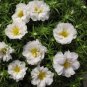 Homegrown Moss Rose Sun Plant Flowers 200 Seeds