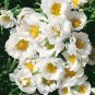 Homegrown Moss Rose Sun Plant Flowers 200 Seeds
