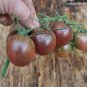 'Xi Hua' Heirloom New Black Cherry Tomato Hybrid 60 Seeds