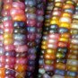Rare Heirloom Early-Maturing Sticky Colorful Sweet Corn Organic 240 Seeds