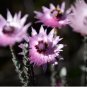 Asteraceae Small Shrub Leprechaun Flower Canescens 10 Seeds