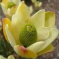 Leucadendron Mix 40 Seeds