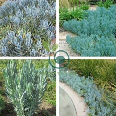 Blue Chalk Sticks Senecio Mandraliscae 10 Seeds
