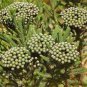 Brunia albiflora Brunia Laevis Garden Plants 10 Seeds