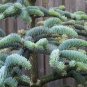 Abies Procera Silver Fir Pine Tree Garden Plants 10 Seeds