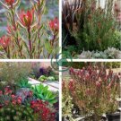 Leucadendro Succulents Garden Plants 10 Seeds