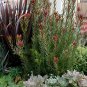 Leucadendro Succulents Garden Plants 10 Seeds