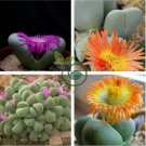 Argyroderma Mix Succulents Garden Plants 40 Seeds