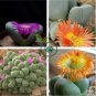 Argyroderma Mix Succulents Garden Plants 40 Seeds