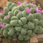Argyroderma Mix Succulents Garden Plants 40 Seeds