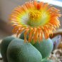 Argyroderma Mix Succulents Garden Plants 40 Seeds