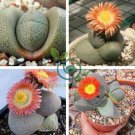 nelii Succulents Garden Plants 40 Seeds