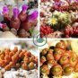 oophytum nanum Succulents Garden Plants 40 Seeds