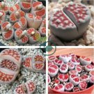 karasmontana 'Top Red' Succulents Garden Plants 200 Seeds