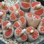 karasmontana 'Top Red' Succulents Garden Plants 200 Seeds