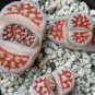 karasmontana 'Top Red' Succulents Garden Plants 200 Seeds