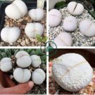 Dinteranthus pole evansii Succulents Garden Plants 40 Seeds