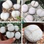 Dinteranthus pole evansii Succulents Garden Plants 40 Seeds