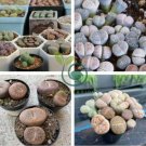 Lithops Succulents Garden Plants 200 Seeds