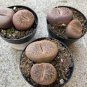 Lithops Succulents Garden Plants 200 Seeds