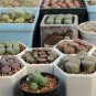 Lithops Succulents Garden Plants 200 Seeds