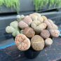Lithops Succulents Garden Plants 200 Seeds