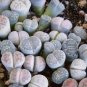 Lithops Succulents Garden Plants 200 Seeds