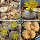 Lithops gracilidelineata Succulents Garden Plants 200 Seeds