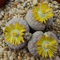 Lithops gracilidelineata Succulents Garden Plants 200 Seeds