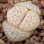Lithops gracilidelineata C243 Succulents Garden Plants 200 Seeds