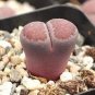 Lithops salicola Bacchus Succulents Garden Plants 200 Seeds