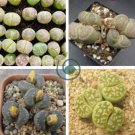 olivacea C109A Succulents Garden Plants 200 Seeds