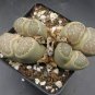 olivacea C109A Succulents Garden Plants 200 Seeds