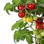 Heirloom 'Da Tong' Green Pearl Cherry Tomato Organic 60 Seeds