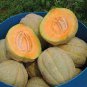 Heirloom Glutinous Very Sweet Muskmelon Melon Fruit 200 Seeds
