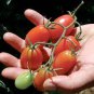 Colorful 'Peach' Tomato F1 800  Seeds