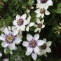 Climbing Clematis Hybridas Flower Plants 100 Seeds