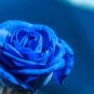 Midnight Supreme Rose 200 Seeds