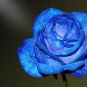 Midnight Supreme Rose 200 Seeds