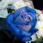 Midnight Supreme Rose 200 Seeds