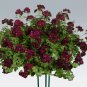 Geranium Black Double Flowers with Dark Red Edge 200 Seeds
