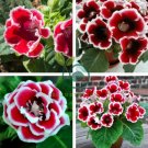 Gloxinia Plant 200 Seeds