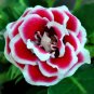 Gloxinia Plant 200 Seeds