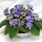 African Red Purple Mini Sky Blue Violet Bonsai 200 Seeds