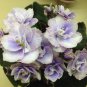 African Red Purple Mini Sky Blue Violet Bonsai 200 Seeds