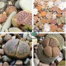 LITHOPS pseudotruncatella Succulents Garden Plants 200 Seeds