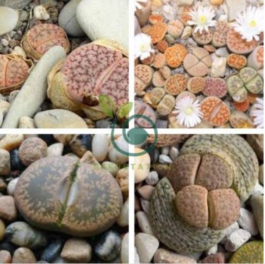 LITHOPS pseudotruncatella Succulents Garden Plants 200 Seeds