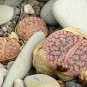 LITHOPS pseudotruncatella Succulents Garden Plants 200 Seeds
